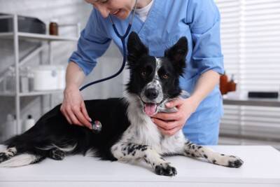 『寿命が長い犬』の共通点4選　愛犬の健康寿命を延ばすためにできることはあるの？