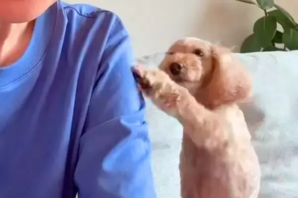 おててでママの腕をちょんちょんする犬→振り返ると…人の子供のような『おちゃめすぎる反応』が11万再生「可愛すぎる」「どういう心理？ｗ」