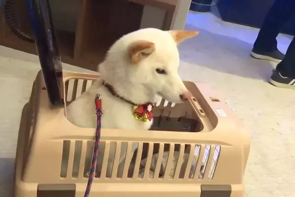 病院に注射を打ちに来た犬→『嫌がるかな』と思いきや、看護師さんを見た瞬間に…『想定外の態度』が19万再生「信頼してるんだ」「お利口さん」