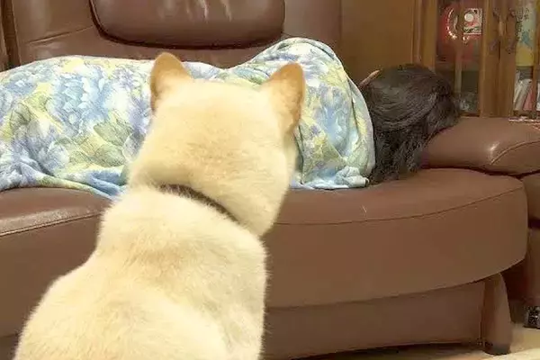 『いつも遊んでくれるママの様子がおかしい』と気付いた犬→体調不良を心配し始めて…素敵すぎる光景に絶賛「ウルッときた」「最高のお薬だよ」