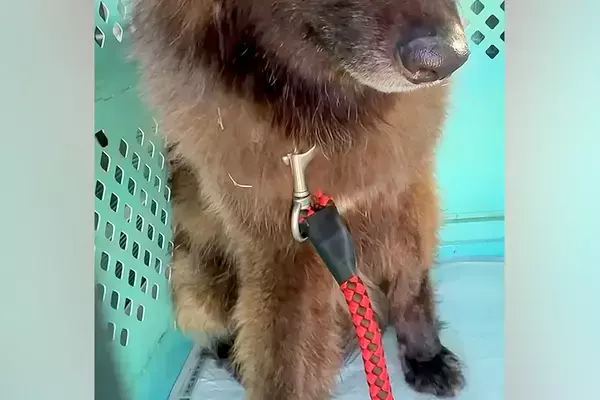 『懐かないです』と言われた"怯え顔"のオオカミ犬→懸命に寄り添い続けた結果…全然違う『表情』が184万再生「可愛い子」「信頼されてる」
