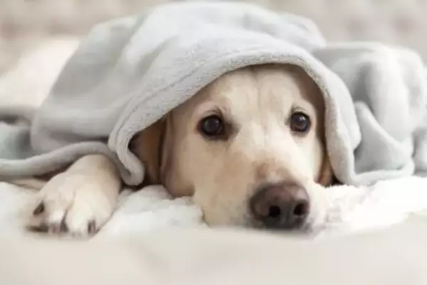 犬が『寂しがっている』ときにする行動4選　孤独がもたらす悪影響や改善すべきことまで