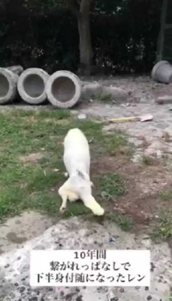 10年間繋がれっぱなしで『下半身不随』になった犬が…まさかすぎる『奇跡の物語』に涙が止まらない「一歩一歩…感動で泣いた」「本当にすごい」