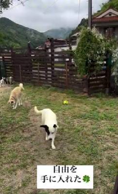 10年間繋がれっぱなしで『下半身不随』になった犬が…まさかすぎる『奇跡の物語』に涙が止まらない「一歩一歩…感動で泣いた」「本当にすごい」