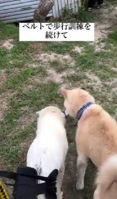 10年間繋がれっぱなしで『下半身不随』になった犬が…まさかすぎる『奇跡の物語』に涙が止まらない「一歩一歩…感動で泣いた」「本当にすごい」