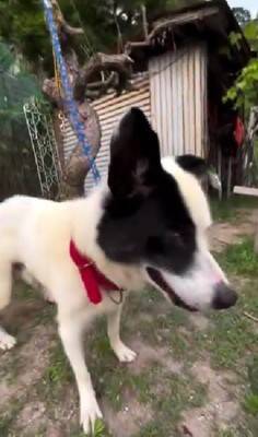 10年間繋がれっぱなしで『下半身不随』になった犬が…まさかすぎる『奇跡の物語』に涙が止まらない「一歩一歩…感動で泣いた」「本当にすごい」