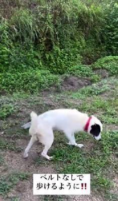 10年間繋がれっぱなしで『下半身不随』になった犬が…まさかすぎる『奇跡の物語』に涙が止まらない「一歩一歩…感動で泣いた」「本当にすごい」