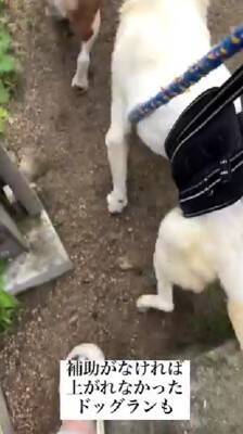 10年間繋がれっぱなしで『下半身不随』になった犬が…まさかすぎる『奇跡の物語』に涙が止まらない「一歩一歩…感動で泣いた」「本当にすごい」