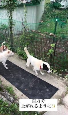 10年間繋がれっぱなしで『下半身不随』になった犬が…まさかすぎる『奇跡の物語』に涙が止まらない「一歩一歩…感動で泣いた」「本当にすごい」