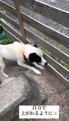 10年間繋がれっぱなしで『下半身不随』になった犬が…まさかすぎる『奇跡の物語』に涙が止まらない「一歩一歩…感動で泣いた」「本当にすごい」