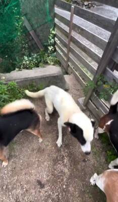 10年間繋がれっぱなしで『下半身不随』になった犬が…まさかすぎる『奇跡の物語』に涙が止まらない「一歩一歩…感動で泣いた」「本当にすごい」