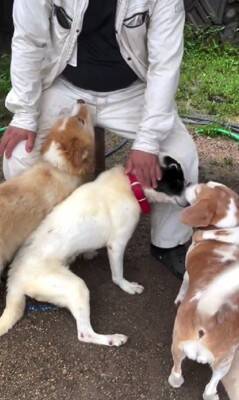 10年間繋がれっぱなしで『下半身不随』になった犬が…まさかすぎる『奇跡の物語』に涙が止まらない「一歩一歩…感動で泣いた」「本当にすごい」