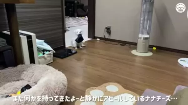 夫婦で『犬を子供のように育てた』結果…まるで人間の赤ちゃんのような『まさかの光景』が44万再生「会話成立してる」「可愛くて気絶しそう」