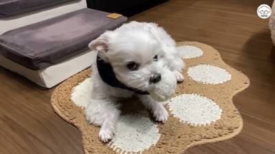 夫婦で『犬を子供のように育てた』結果…まるで人間の赤ちゃんのような『まさかの光景』が44万再生「会話成立してる」「可愛くて気絶しそう」