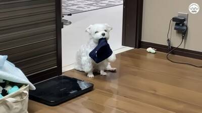 夫婦で『犬を子供のように育てた』結果…まるで人間の赤ちゃんのような『まさかの光景』が44万再生「会話成立してる」「可愛くて気絶しそう」