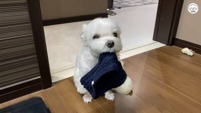 夫婦で『犬を子供のように育てた』結果…まるで人間の赤ちゃんのような『まさかの光景』が44万再生「会話成立してる」「可愛くて気絶しそう」