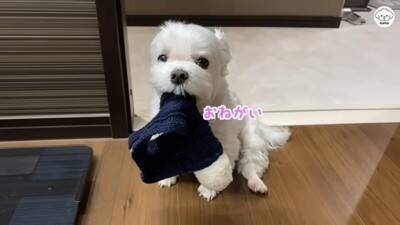 夫婦で『犬を子供のように育てた』結果…まるで人間の赤ちゃんのような『まさかの光景』が44万再生「会話成立してる」「可愛くて気絶しそう」