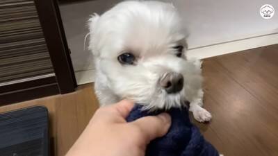 夫婦で『犬を子供のように育てた』結果…まるで人間の赤ちゃんのような『まさかの光景』が44万再生「会話成立してる」「可愛くて気絶しそう」