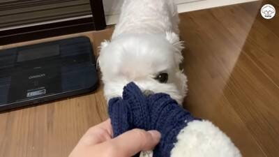 夫婦で『犬を子供のように育てた』結果…まるで人間の赤ちゃんのような『まさかの光景』が44万再生「会話成立してる」「可愛くて気絶しそう」