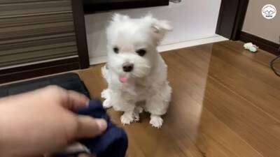 夫婦で『犬を子供のように育てた』結果…まるで人間の赤ちゃんのような『まさかの光景』が44万再生「会話成立してる」「可愛くて気絶しそう」