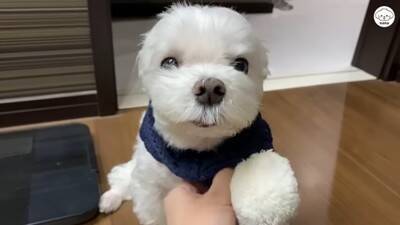 夫婦で『犬を子供のように育てた』結果…まるで人間の赤ちゃんのような『まさかの光景』が44万再生「会話成立してる」「可愛くて気絶しそう」