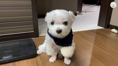 夫婦で『犬を子供のように育てた』結果…まるで人間の赤ちゃんのような『まさかの光景』が44万再生「会話成立してる」「可愛くて気絶しそう」
