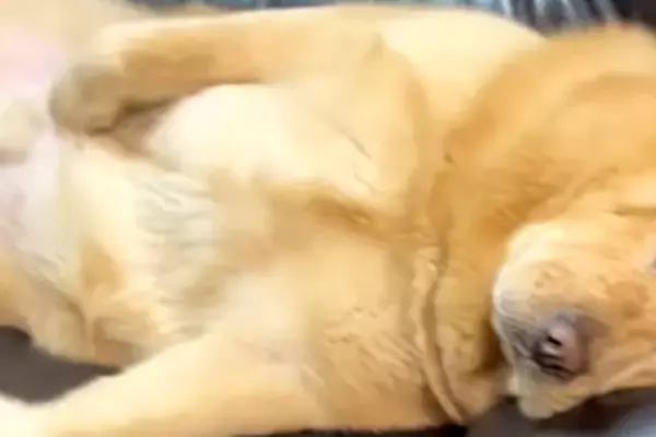 ソファで眠そうにしている大型犬を見てみたら…『中に人入ってる？』想像以上に"おじさんすぎる寝姿"に爆笑「休日の俺」「可愛すぎる」と反響