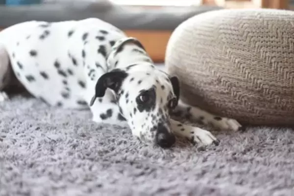 『愛情不足な犬』の共通点５選　主な特徴や幸福度が高いワンコとの大きな違いまで解説
