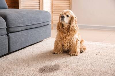 『愛情不足な犬』の共通点５選　主な特徴や幸福度が高いワンコとの大きな違いまで解説