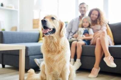 『愛情不足な犬』の共通点５選　主な特徴や幸福度が高いワンコとの大きな違いまで解説