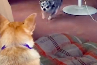 姉に『1万円を貸した』結果→ダラダラしていたら『犬』が近づいてきて…思わず吹き出す『衝撃の返金方法』が252万再生「優秀ｗ」「プロで草」