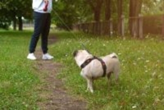 犬が『外で歩いてくれない』心理3つ　スムーズにお散歩させるための対処法まで解説