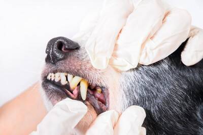 犬が『あごを震わせている』ときの心理3つ　治療が必要な注意すべき症状まで