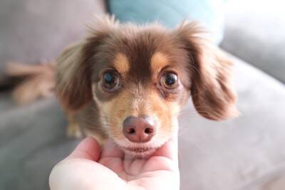 犬が『あごを震わせている』ときの心理3つ　治療が必要な注意すべき症状まで