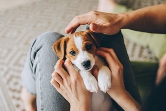 犬は成長すると『性格』が変わるの？子犬と成犬の大きな違いや飼い主がすべき対応まで