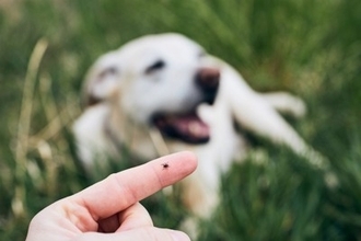 犬が亡くなるかもしれない『寄生虫』4選　寄生されるとどうなるの？危険な症状まで