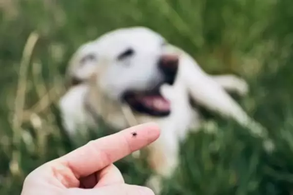 犬が亡くなるかもしれない『寄生虫』4選　寄生されるとどうなるの？危険な症状まで