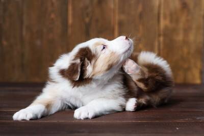 犬が亡くなるかもしれない『寄生虫』4選　寄生されるとどうなるの？危険な症状まで