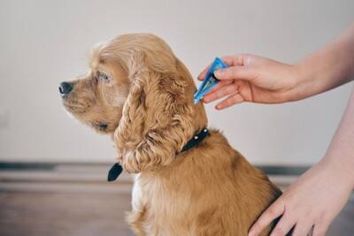 犬が亡くなるかもしれない『寄生虫』4選　寄生されるとどうなるの？危険な症状まで