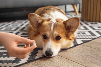 犬が亡くなるかもしれない『寄生虫』4選　寄生されるとどうなるの？危険な症状まで