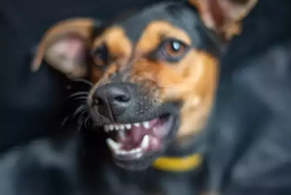 犬が『おもちゃに唸る』3つの心理　放っておいても大丈夫？飼い主がすべき適切なしつけとは