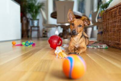 犬が『おもちゃに唸る』3つの心理　放っておいても大丈夫？飼い主がすべき適切なしつけとは