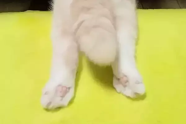 ハスキー犬が『ぬいぐるみを可愛がった』結果→大好きな猫がヤキモチを妬いて…想像以上の『拗ね方』が21万再生「可愛すぎるｗ」「ほっこりした」