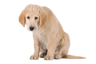 犬が『悲しい表情』で飼い主を見つめる心理3つ　何を思っているの？愛犬の本音を知る方法まで