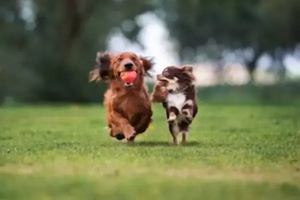 小型犬の『寿命が縮む』絶対NG行為5選　飼い主が見直すべき生活習慣とは？