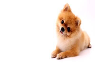 小型犬の『寿命が縮む』絶対NG行為5選　飼い主が見直すべき生活習慣とは？