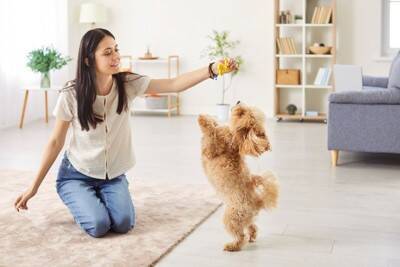 小型犬の『寿命が縮む』絶対NG行為5選　飼い主が見直すべき生活習慣とは？
