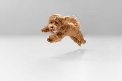 小型犬の『寿命が縮む』絶対NG行為5選　飼い主が見直すべき生活習慣とは？