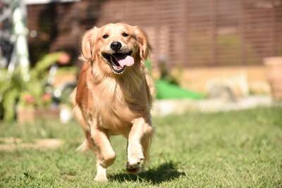 愛犬を『人懐っこい犬』に育てるための方法３つ　飼い主が簡単にできる対応や効果的なコツまでご紹介