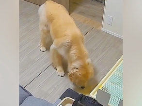 おしっこ失敗した大型犬→『どうしよう』と焦った結果…あまりにもいじらしい『まさかの光景』が49万再生「絶対許しちゃうｗ」「謝って可愛い」